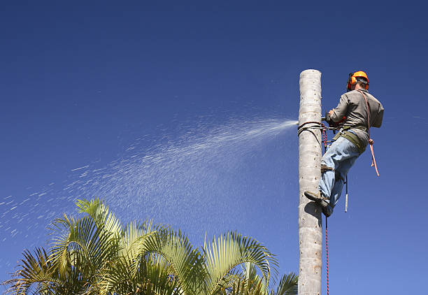 Best Emergency Tree Removal  in Wentzville, MO