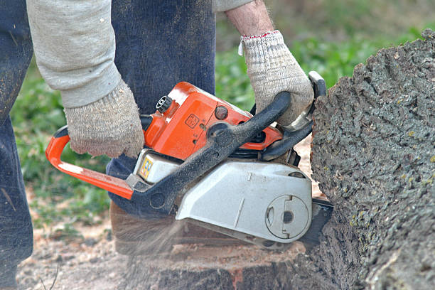 How Our Tree Care Process Works  in  Wentzville, MO