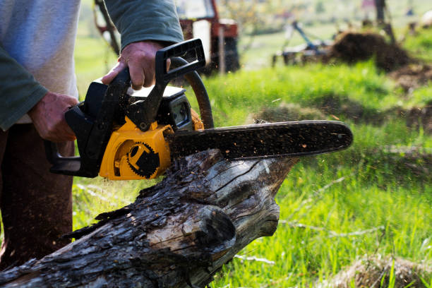 Best Tree Maintenance Programs  in Wentzville, MO